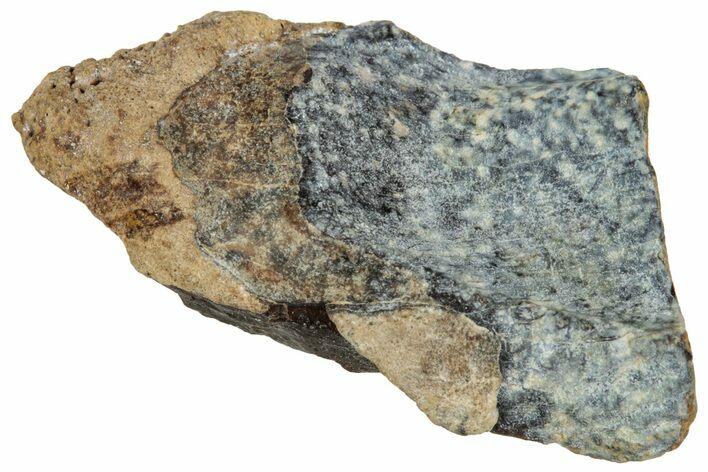 Fossil Dinosaur (Triceratops) Shed Tooth - Montana #324161